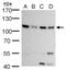 DNA replication licensing factor MCM6 antibody, GTX129217, GeneTex, Western Blot image 