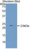 PACAP27 antibody, LS-B15025, Lifespan Biosciences, Western Blot image 