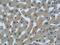 Complement C1q C Chain antibody, 16889-1-AP, Proteintech Group, Immunohistochemistry frozen image 