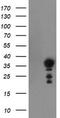 Nuclear Receptor Interacting Protein 3 antibody, LS-C337783, Lifespan Biosciences, Western Blot image 