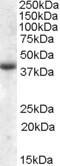 Apolipoprotein L6 antibody, TA311535, Origene, Western Blot image 
