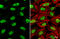 SWI/SNF Related, Matrix Associated, Actin Dependent Regulator Of Chromatin Subfamily C Member 1 antibody, GTX114777, GeneTex, Immunocytochemistry image 
