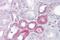 Klotho antibody, PA5-42021, Invitrogen Antibodies, Immunohistochemistry paraffin image 