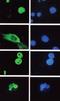 Protein Phosphatase 2 C alpha beta antibody, orb108634, Biorbyt, Immunofluorescence image 