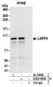 La Ribonucleoprotein Domain Family Member 4 antibody, A303-900A, Bethyl Labs, Immunoprecipitation image 