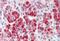 Clathrin Heavy Chain antibody, NBP1-52529, Novus Biologicals, Immunohistochemistry frozen image 