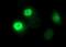 Forkhead Box P1 antibody, NBP2-45713, Novus Biologicals, Immunofluorescence image 