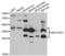 Hydroxysteroid 17-Beta Dehydrogenase 13 antibody, LS-C334590, Lifespan Biosciences, Western Blot image 