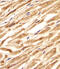 CCHC-Type Zinc Finger Nucleic Acid Binding Protein antibody, A03246, Boster Biological Technology, Immunohistochemistry paraffin image 
