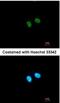 PR domain zinc finger protein 8 antibody, NBP1-33646, Novus Biologicals, Immunofluorescence image 