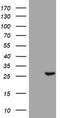 BCL2 Interacting Protein 1 antibody, TA802190AM, Origene, Western Blot image 