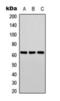 ETS Transcription Factor ELK1 antibody, orb393272, Biorbyt, Western Blot image 