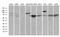 Splicing Factor 1 antibody, MA5-27156, Invitrogen Antibodies, Western Blot image 