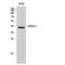 ATF4 antibody, LS-C382893, Lifespan Biosciences, Western Blot image 
