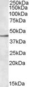 Sialic Acid Binding Ig Like Lectin 8 antibody, TA305896, Origene, Western Blot image 