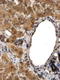 Aldehyde Dehydrogenase 3 Family Member A2 antibody, TA348940, Origene, Immunohistochemistry frozen image 