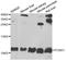 Pterin-4 Alpha-Carbinolamine Dehydratase 1 antibody, A07264, Boster Biological Technology, Western Blot image 