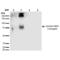 Acrolein antibody, LS-C775570, Lifespan Biosciences, Western Blot image 