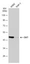 Ornithine aminotransferase, mitochondrial antibody, NBP1-32390, Novus Biologicals, Western Blot image 