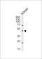 Abhydrolase Domain Containing 12 antibody, PA5-72593, Invitrogen Antibodies, Western Blot image 