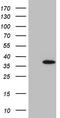 Epidermal growth factor-like protein 7 antibody, TA807846, Origene, Western Blot image 