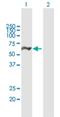 DEAD-Box Helicase 19B antibody, H00011269-B01P, Novus Biologicals, Western Blot image 