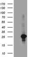 Ventral Anterior Homeobox 1 antibody, TA811407, Origene, Western Blot image 