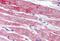 NP2 antibody, MBS242655, MyBioSource, Immunohistochemistry frozen image 