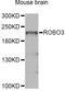 Roundabout homolog 3 antibody, abx126491, Abbexa, Western Blot image 
