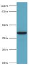 ADH4 antibody, LS-C375154, Lifespan Biosciences, Western Blot image 