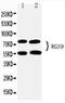 Regulator of G-protein signaling 9 antibody, LS-C313340, Lifespan Biosciences, Western Blot image 