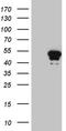 Homeobox D9 antibody, CF809674, Origene, Western Blot image 