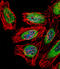 SP140 Nuclear Body Protein antibody, 56-709, ProSci, Immunofluorescence image 