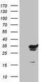 GTP cyclohydrolase I antibody, TA810245, Origene, Western Blot image 