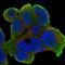 Retinoic Acid Induced 2 antibody, PA5-62305, Invitrogen Antibodies, Immunofluorescence image 