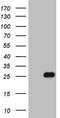 Fibroblast Growth Factor Binding Protein 1 antibody, LS-C791567, Lifespan Biosciences, Western Blot image 