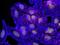 Catenin Beta 1 antibody, 71-2700, Invitrogen Antibodies, Immunofluorescence image 