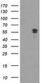 Non-POU Domain Containing Octamer Binding antibody, TA504802S, Origene, Western Blot image 