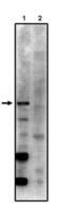 Protein Phosphatase 2 Regulatory Subunit Bgamma antibody, PA1-12392, Invitrogen Antibodies, Western Blot image 