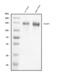 DLG Associated Protein 1 antibody, A08230-2, Boster Biological Technology, Western Blot image 
