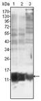 S100 Calcium Binding Protein A10 antibody, AM06161SU-N, Origene, Western Blot image 