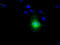 Nitrilase Family Member 2 antibody, LS-C115148, Lifespan Biosciences, Immunofluorescence image 