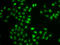 Dual Specificity Phosphatase 22 antibody, LS-C346326, Lifespan Biosciences, Immunofluorescence image 