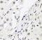 Chromobox 3 antibody, FNab01330, FineTest, Immunohistochemistry frozen image 