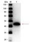 Alcohol dehydrogenase 1 antibody, orb344870, Biorbyt, Western Blot image 