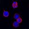 C-type lectin domain family 12 member A antibody, AF2950, R&D Systems, Immunofluorescence image 