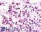 Nuclear Receptor Subfamily 2 Group F Member 6 antibody, LS-A5701, Lifespan Biosciences, Immunohistochemistry frozen image 