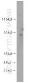 Zinc Finger Protein 426 antibody, 10386-1-AP, Proteintech Group, Western Blot image 