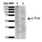 Ataxin 1 antibody, SMC-475D-ALP, StressMarq, Western Blot image 