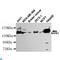 HET antibody, LS-C814118, Lifespan Biosciences, Western Blot image 
